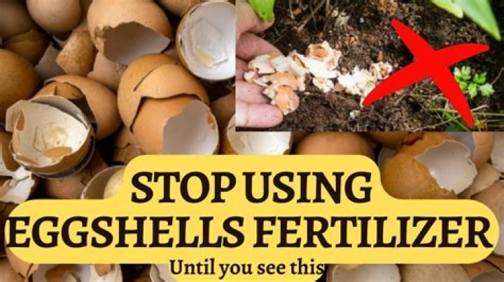 Why did they put eggshells in coffee?