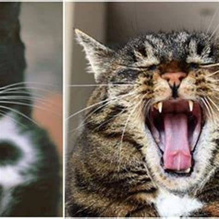 Why do cats put their hand on your mouth?