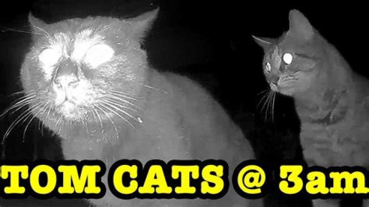 Why do cats Yowle at 3am?