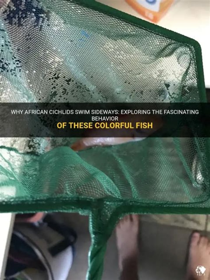 Why do cichlids swim sideways?