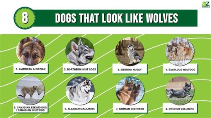 Why do dogs look away when in trouble?
