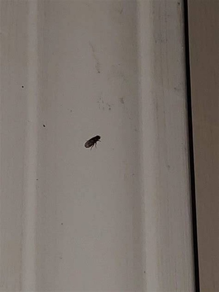 Why do flies hang around doors?