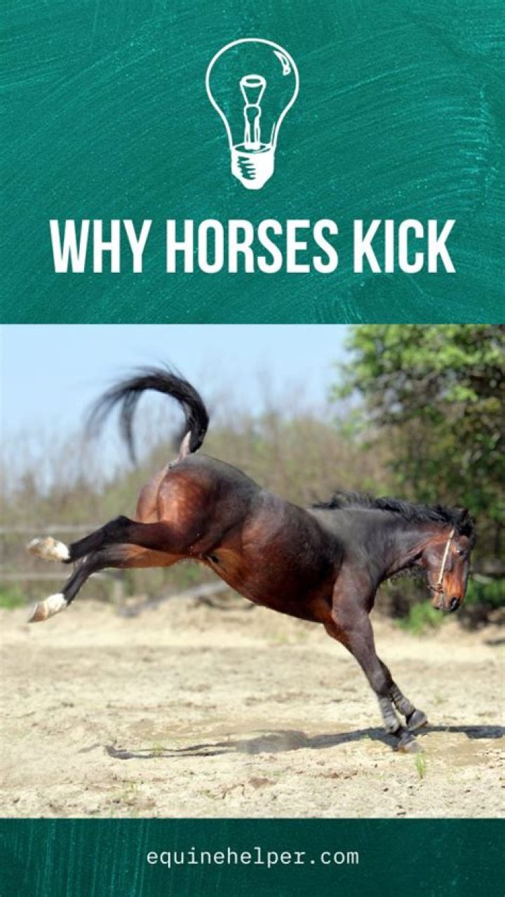 Why do horses kick up their heels?