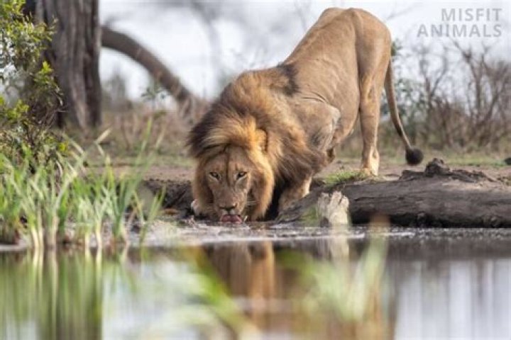 Why do lions hate water?