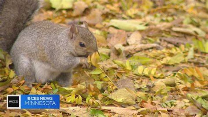 Why do squirrels bark at you?