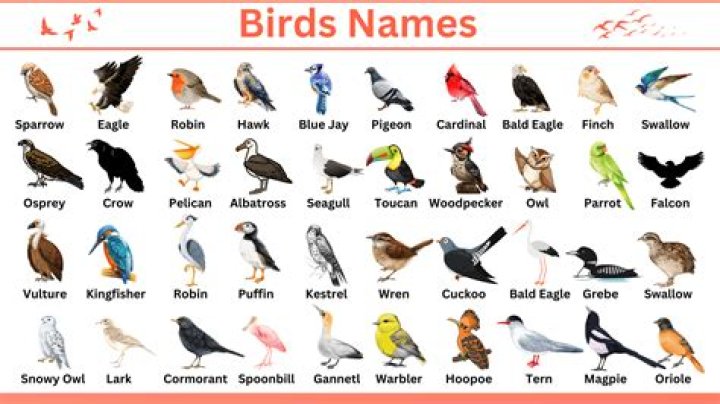 Why do they use bird names in golf?
