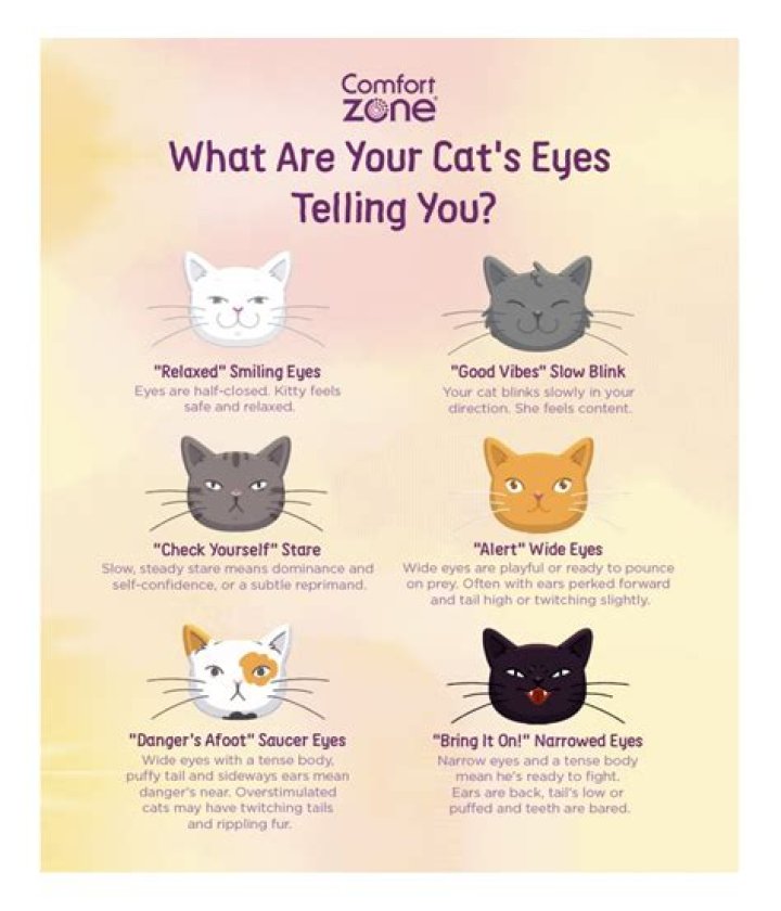 Why does my cat bat at my face?