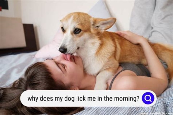 Why does my dog try to hump my girlfriend?