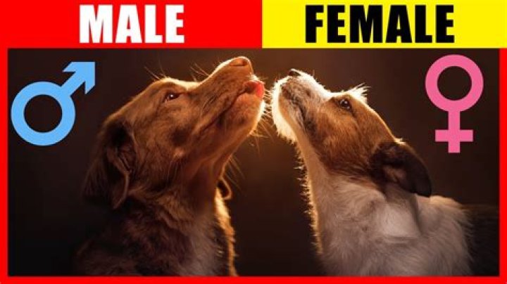 Why does my female dog like my husband more?