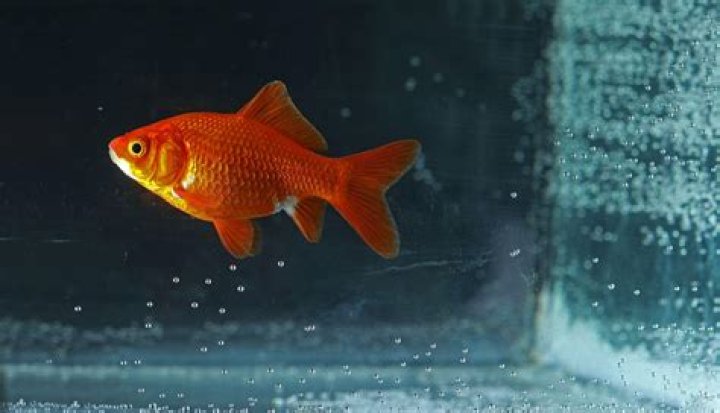 Why does my water smell like fish?