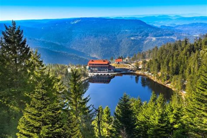 Why is a forest called a Black Forest?