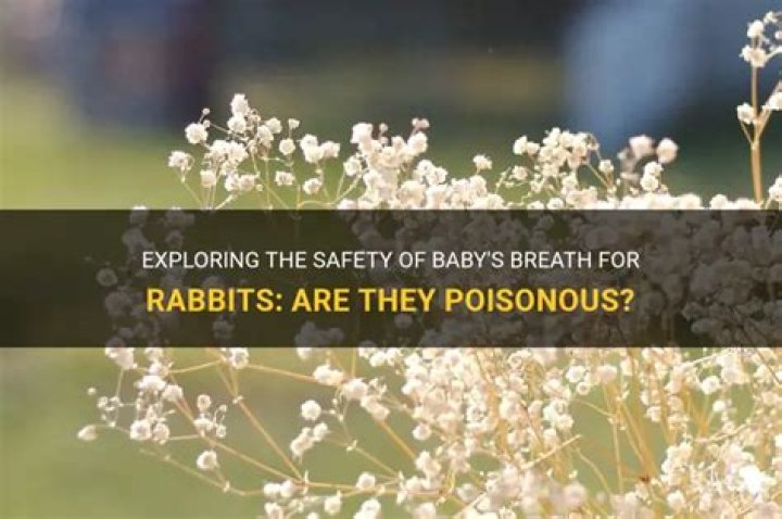 Why is baby's breath poisonous?
