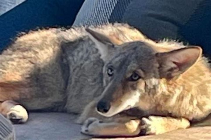 Why is coyote fur used?