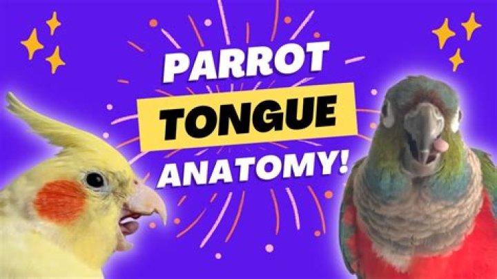 Why is my birds tongue black?