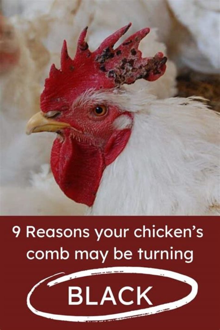 Why is my chickens comb turning black?