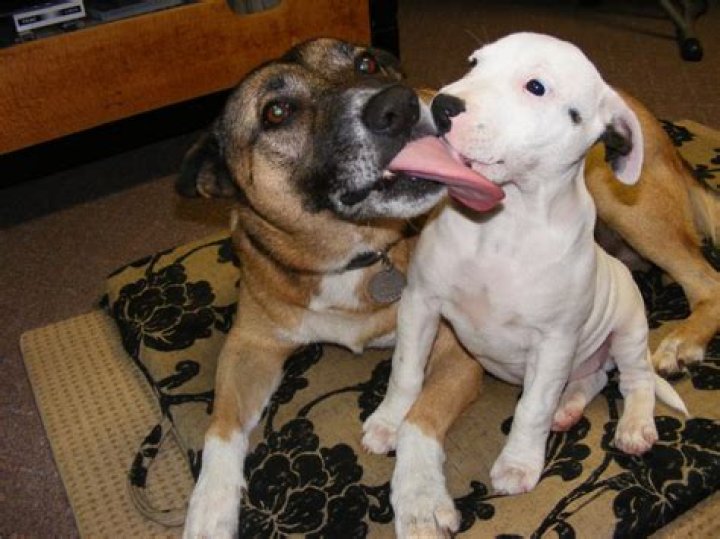 Why is my dog licking her private area so much?