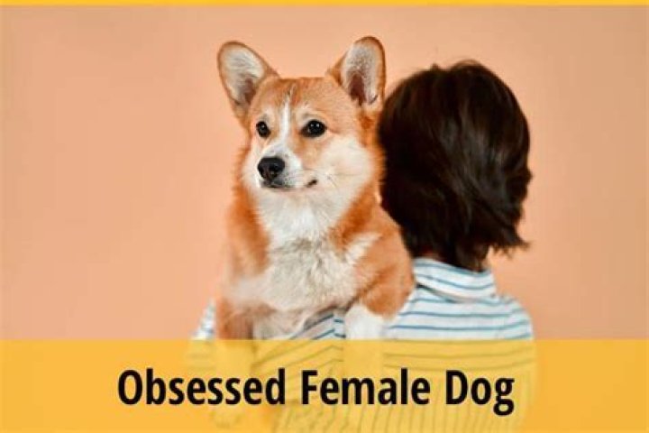 Why is my female dog so attached to me?