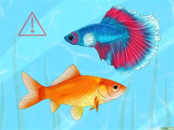 Why is my fish upside down and not moving?