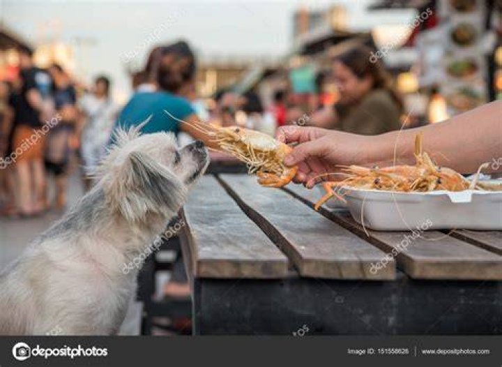 Will a dog eat a human?